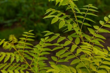 Toona sinensis 'Flamingo' hoogstam 18/20