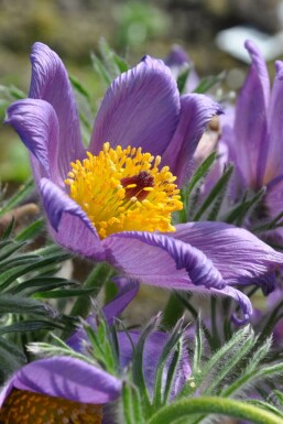 Wildemanskruid Pulsatilla vulgaris 5-10 Pot P9