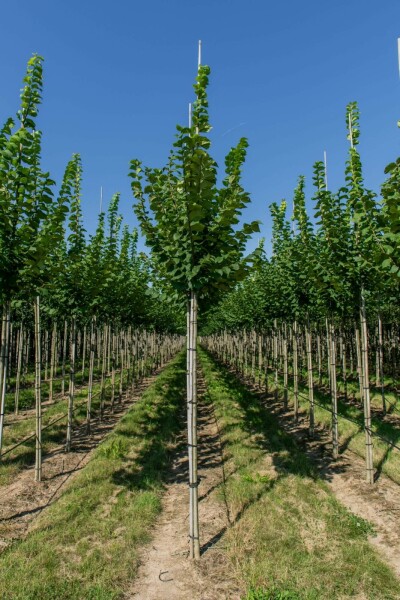 Ulmus glabra hoogstam 10/12