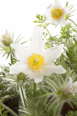 Wildemanskruid Pulsatilla vulgaris 'Alba' 5-10 Pot P9 Pulsatilla vulgaris 'Alba'