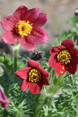 Wildemanskruid Pulsatilla vulgaris 'Rubra' 5-10 Pot P9