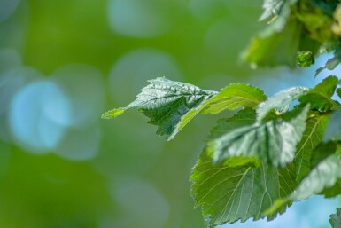 Ulmus 'Columella' hoogstam 12/14