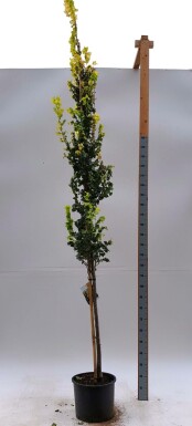 Goudiep Ulmus x hollandica 'Wredei' Hoogstam Ulmus x hollandica 'Wredei' hoogstam