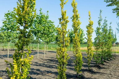 Ulmus x hollandica 'Wredei' beveerd 4-6