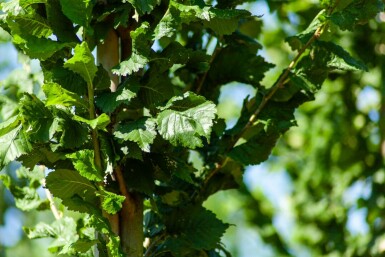 Ulmus 'Nanguen' hoogstam