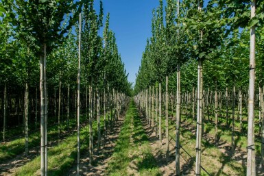 Iep Ulmus 'Nanguen' Hoogstam stamomtrek 12-14 P Ulmus 'Nanguen' hoogstam 12/14
