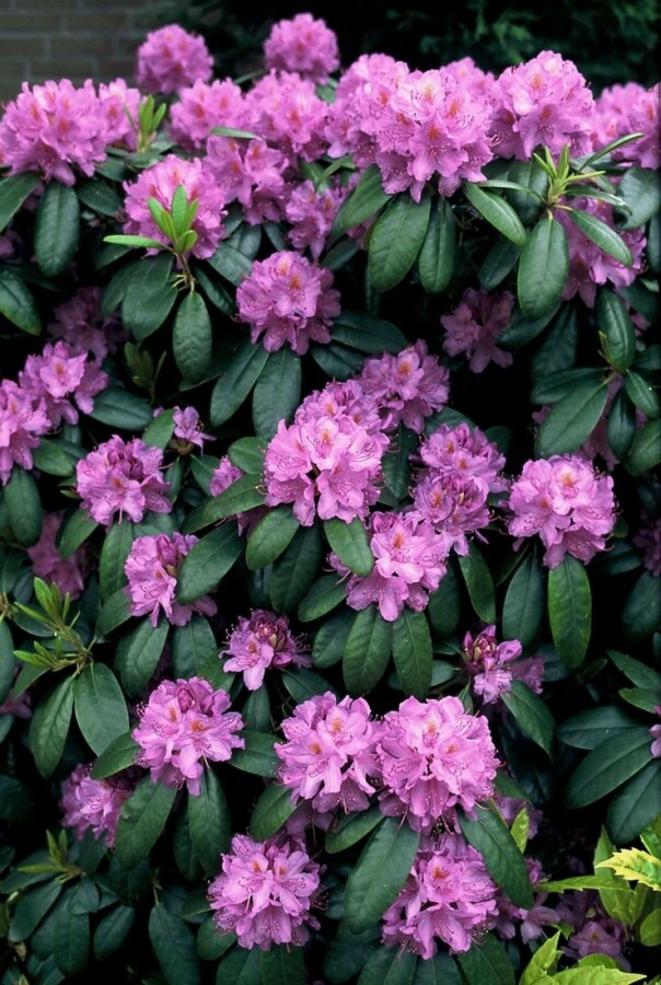 Rhododendron 'Catawbiense grandiflorum' Rhododendron 'Catawbiense grandiflorum'