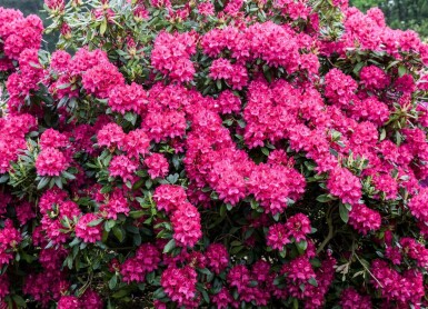 Rhododendron Rhododendron 'Nova Zembla' Struik 60-80 Pot C12