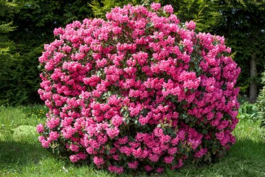 Rhododendron 'Nova Zembla' C12 60-80
