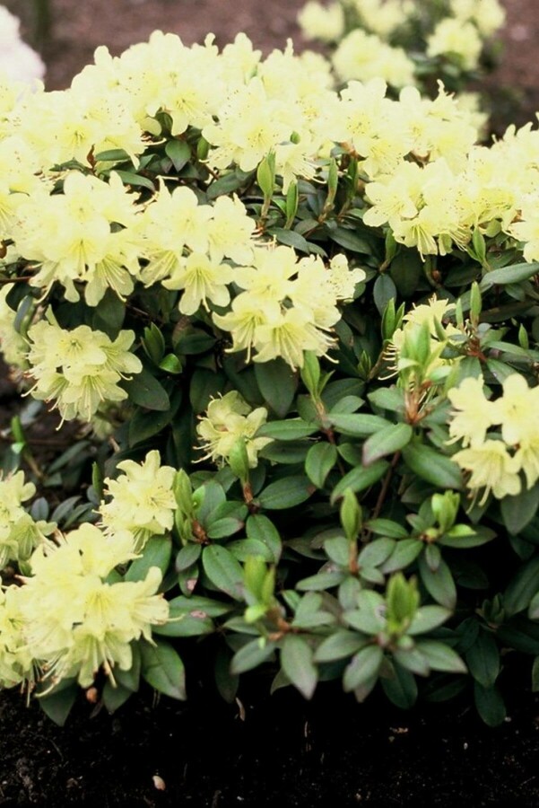 Rhododendron 'Princess Anne' Rhododendron 'Princess Anne'