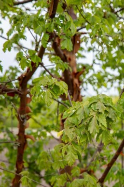 Acer griseum beveerd
