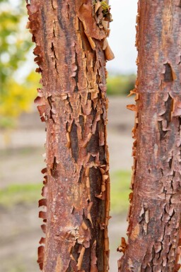 Papieresdoorn Acer griseum Beveerd 200-250 P Acer griseum beveerd 200-250