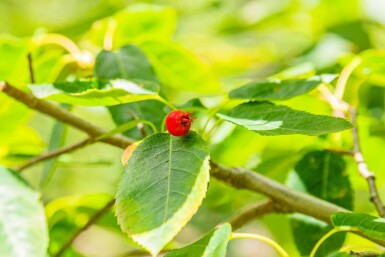 Amelanchier lamarckii struik 150-175