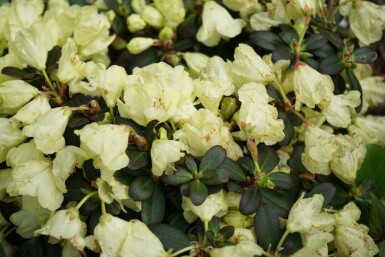 Rhododendron impeditum 'Wren' C2 15-20