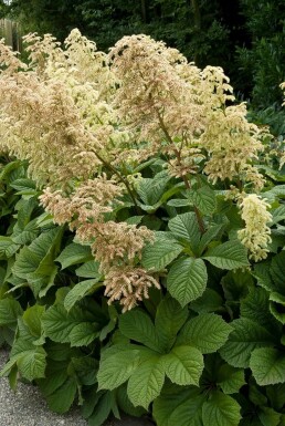 Schout bij nacht Rodgersia aesculifolia 5-10 Pot P9 Rodgersia aesculifolia