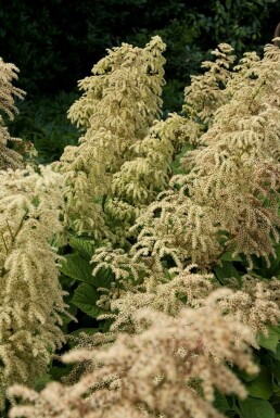 Schout bij nacht Rodgersia aesculifolia 5-10 Pot P9 Rodgersia aesculifolia