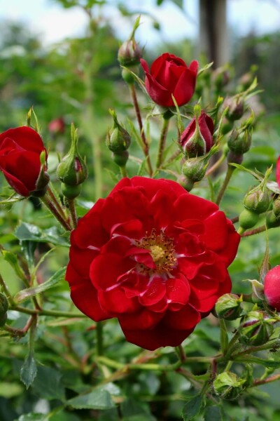 Rosa 'Red Fairy' C2 15-20