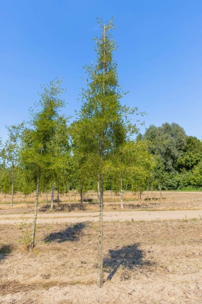 Zwarte els Alnus glutinosa 'Imperialis' Hoogstam stamomtrek 10-12 P Alnus glutinosa 'Imperialis' hoogstam 10/12