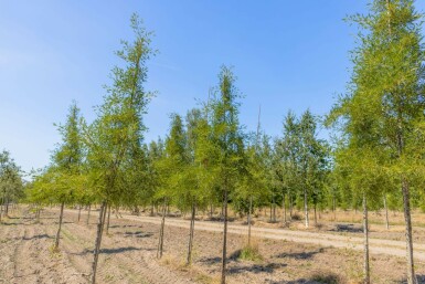 Zwarte els Alnus glutinosa 'Imperialis' Hoogstam Alnus glutinosa 'Imperialis' hoogstam