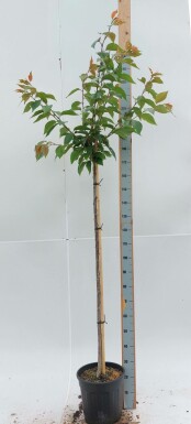 Prunus serrulata 'Kanzan' hoogstam 12/14 180cm stam