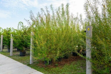 Salix viminalis meerstammig 200-250