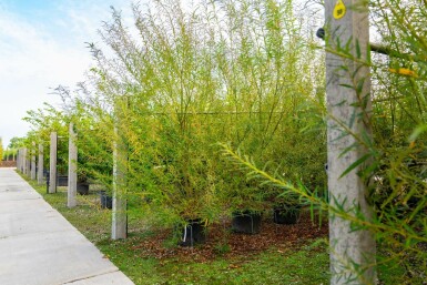 Salix viminalis meerstammig 200-250
