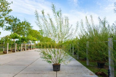 Salix viminalis meerstammig 200-250