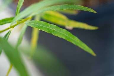Salix viminalis meerstammig 200-250