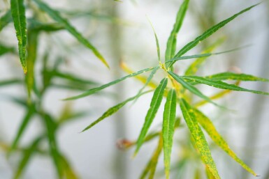 Salix viminalis meerstammig 200-250