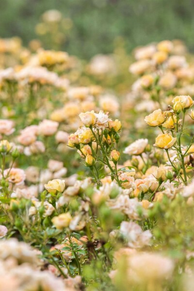 Rosa 'Yellow Fairy' C2 10-15
