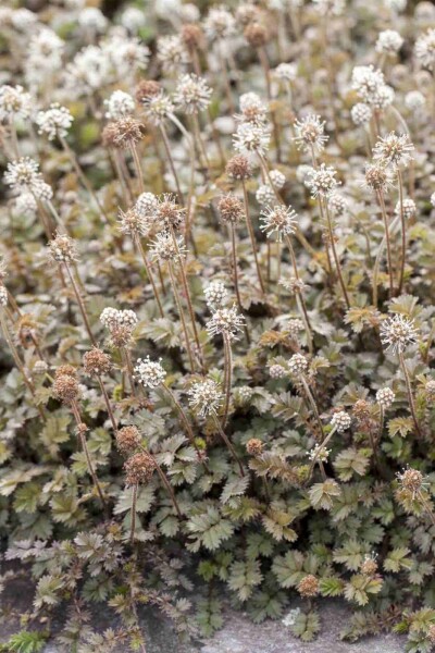 Acaena microphylla
