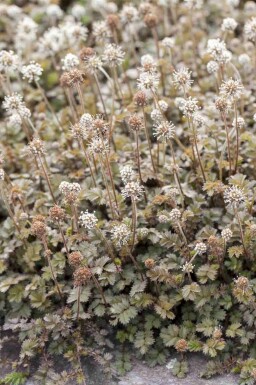 Stekelnootje Acaena microphylla 5-10 pot P9 Acaena microphylla