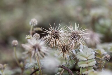 Acaena microphylla