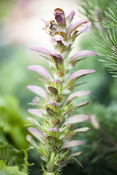 Acanthus hungaricus