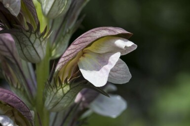 Hongaarse berenklauw Acanthus hungaricus 5-10 pot P9 Acanthus hungaricus