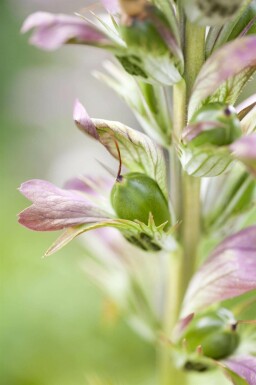 Acanthus hungaricus