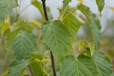 Acer davidii C7,5 60-80