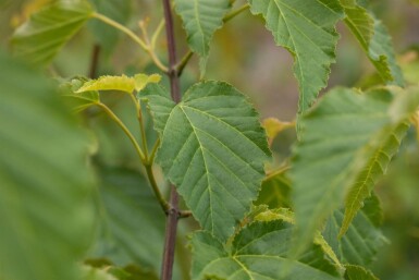 Acer davidii C7,5 60-80