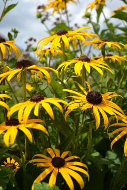Zonnehoed Rudbeckia fulgida 'Goldsturm' 10-15 Pot C2 Rudbeckia fulgida 'Goldsturm'