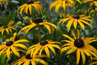 Zonnehoed Rudbeckia fulgida 'Goldsturm' 10-15 Pot C2 Rudbeckia fulgida 'Goldsturm'