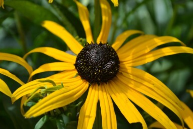 Zonnehoed Rudbeckia fulgida 'Goldsturm' 10-15 Pot C2 Rudbeckia fulgida 'Goldsturm'
