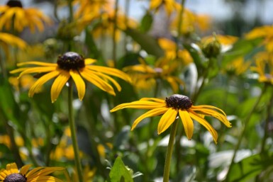Zonnehoed Rudbeckia fulgida 'Goldsturm' 10-15 Pot C2 Rudbeckia fulgida 'Goldsturm'