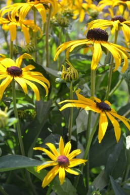 Zonnehoed Rudbeckia fulgida 'Goldsturm' 10-15 Pot C2 Rudbeckia fulgida 'Goldsturm'