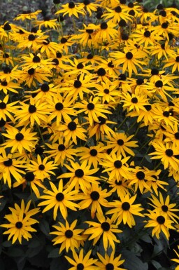 Zonnehoed Rudbeckia fulgida 'Goldsturm' 5-10 Pot P9 Rudbeckia fulgida 'Goldsturm'