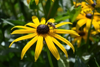 Zonnehoed Rudbeckia fulgida 'Goldsturm' 5-10 Pot P9