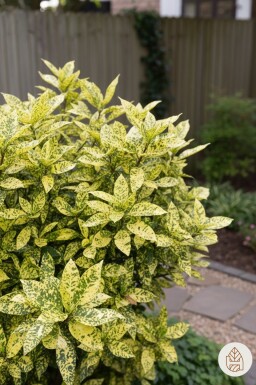 Geen afbeelding beschikbaar