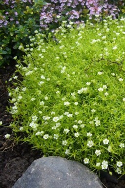 Priemvetmuur Sagina subulata 5-10 Pot P9 Sagina subulata