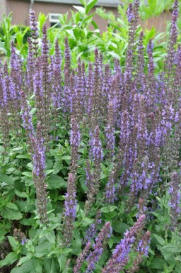 Salie Salvia nemorosa 'Blaukonigin' 5-10 Pot P9 Salvia nemorosa 'Blaukonigin'