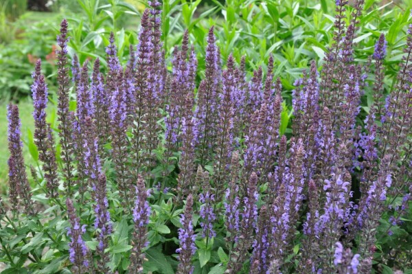 Salie Salvia nemorosa 'Blaukonigin' 5-10 Pot P9