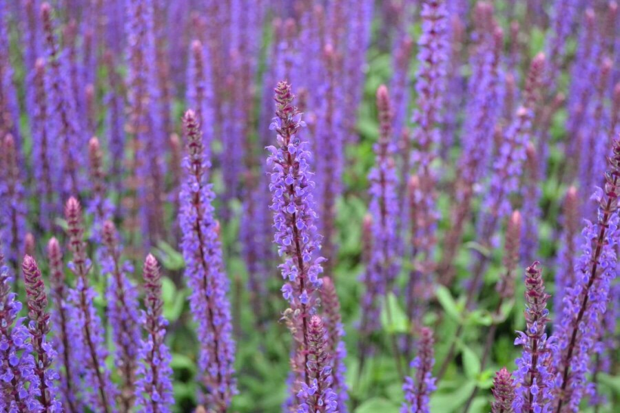 Salie Salvia nemorosa 'Caradonna' 5-10 Pot P9 Salvia nemorosa 'Caradonna'